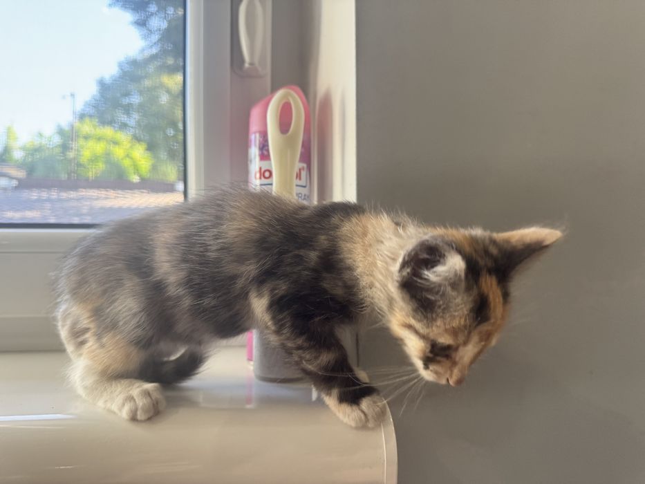 Маленьке кошеня, кіця 4 місяця Львів Вікторія Гарденс