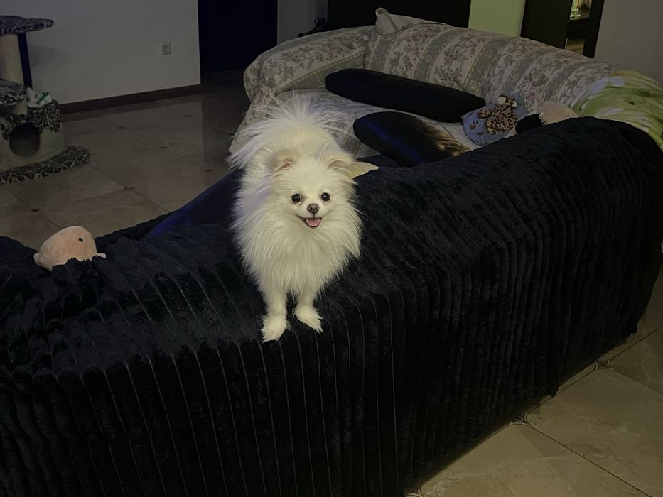 Ищем девушку для любви, миник , очень красивый, игрывый, умный.