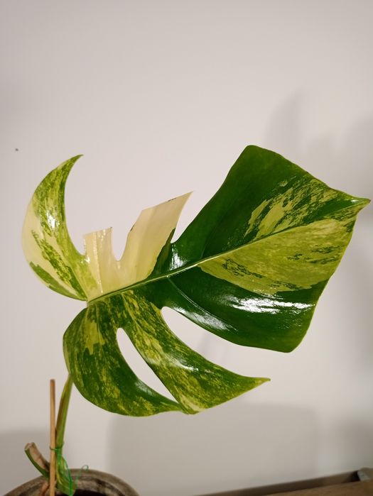 ROŚNIE Monstera marmorata Aurea MA6
