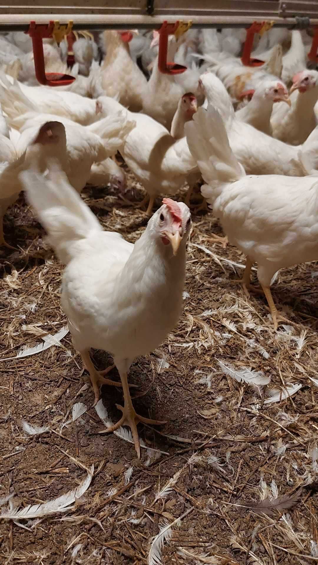 Kury LEGHORN Nioski Młode