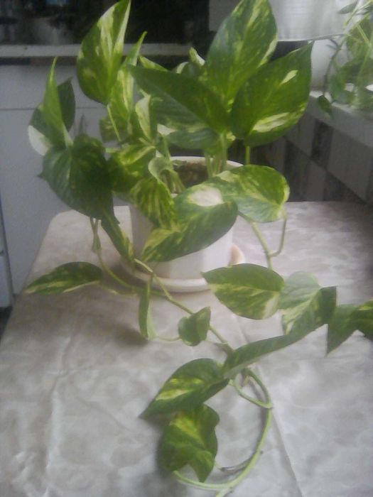 Продам монстеру.