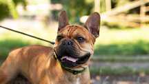 Taj – buldog francuski, 3 lata, z rodowodem – DO ADOPCJI!