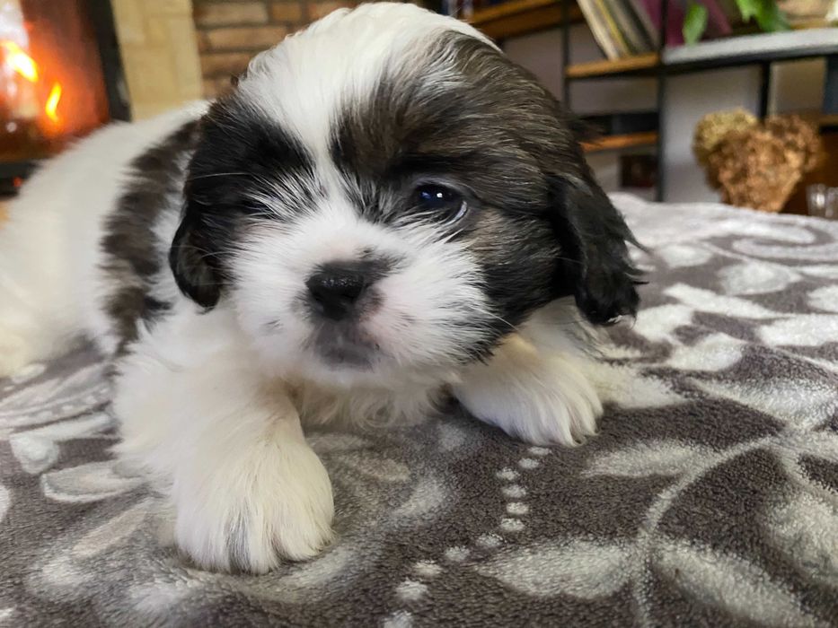 Szczeniak dziewczynka Shih Tzu z rodowodem suczka