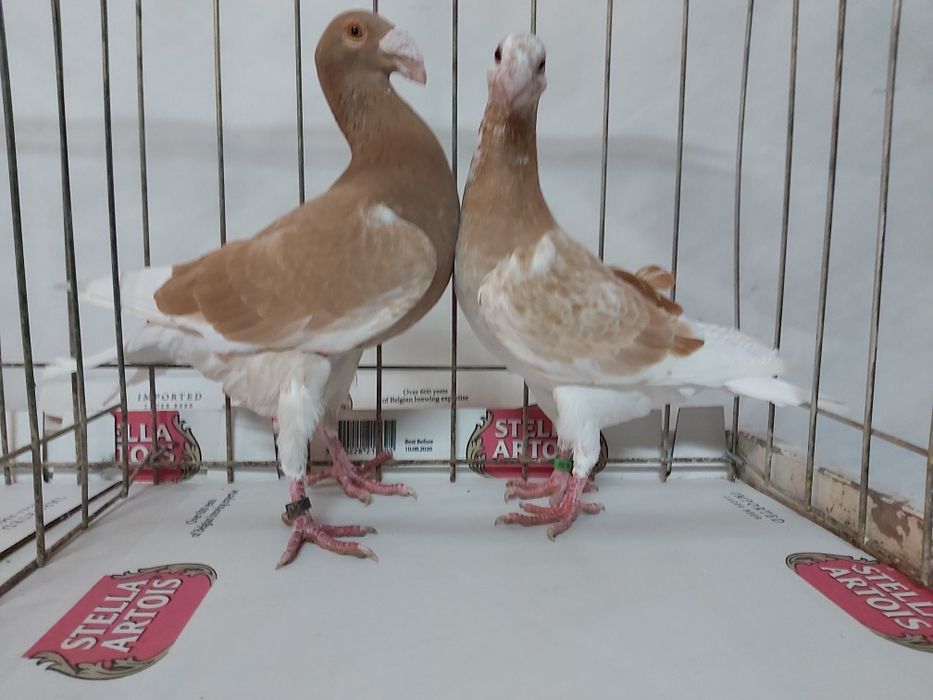 Gołębie Rzeszowskie Żółte