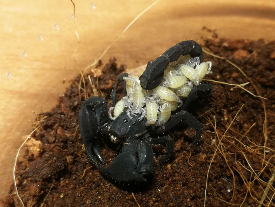 Chaerilus variegatus L2(para) (sp.java, sp.celebes) skorpion skorpiony