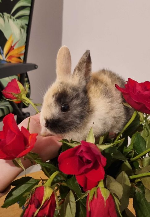 Krolik miniaturka karzełek