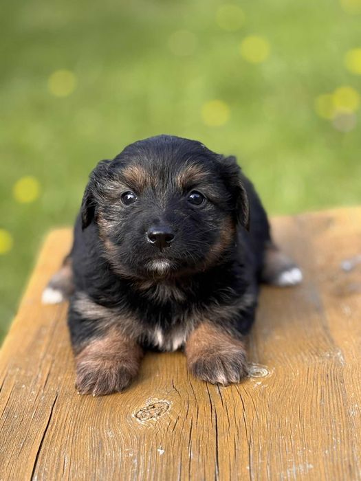 Szczeniaczki do oddania