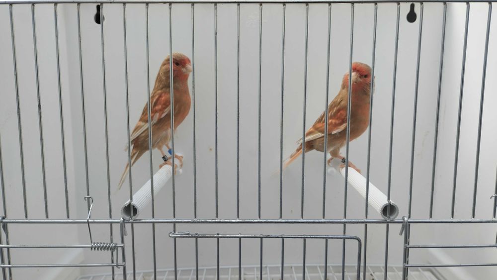 Canários pheos vermelho mosaico