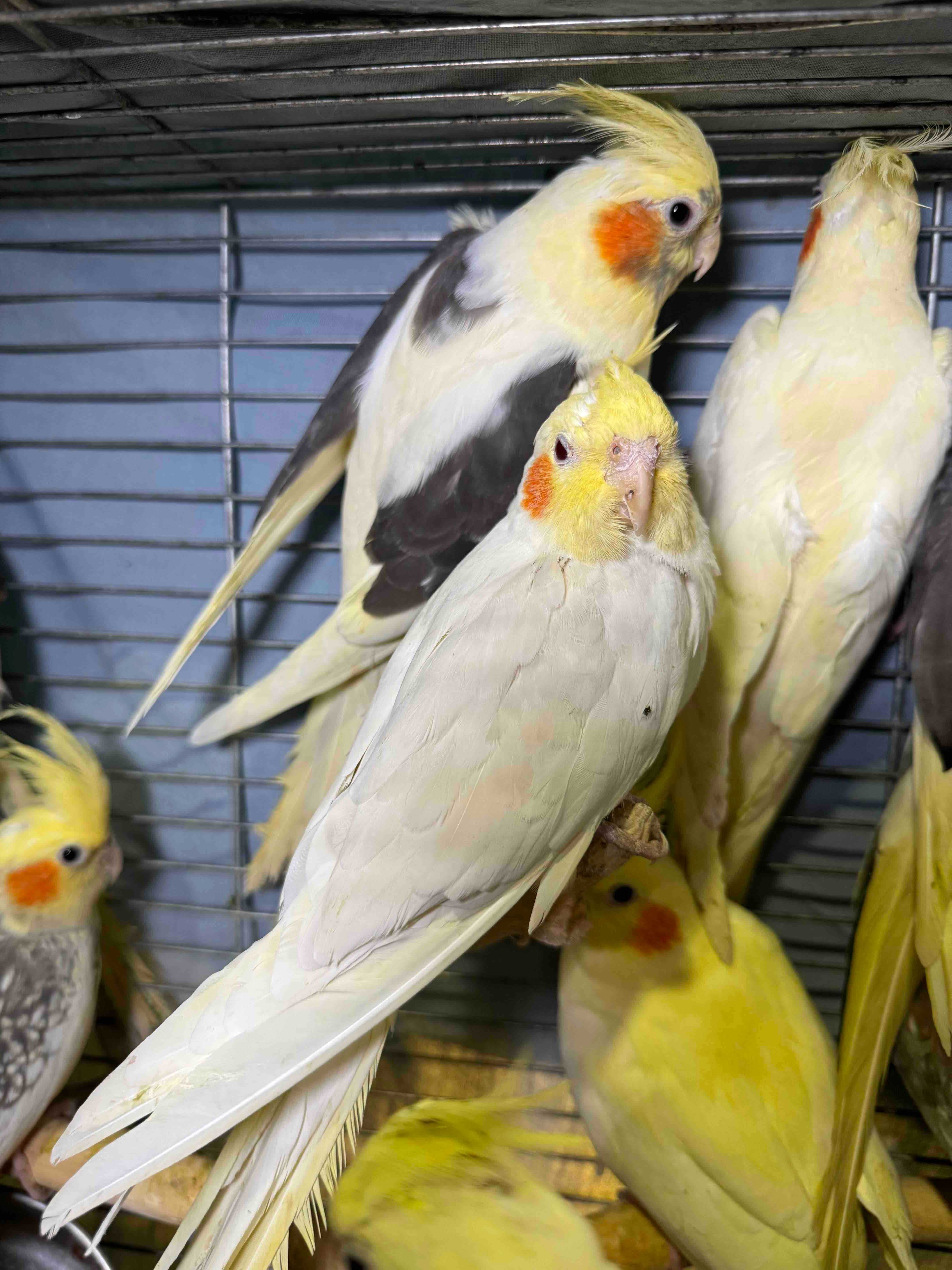 Попугай Корелла, хохлатый сказочный попугай, окрасы разные птенцы
