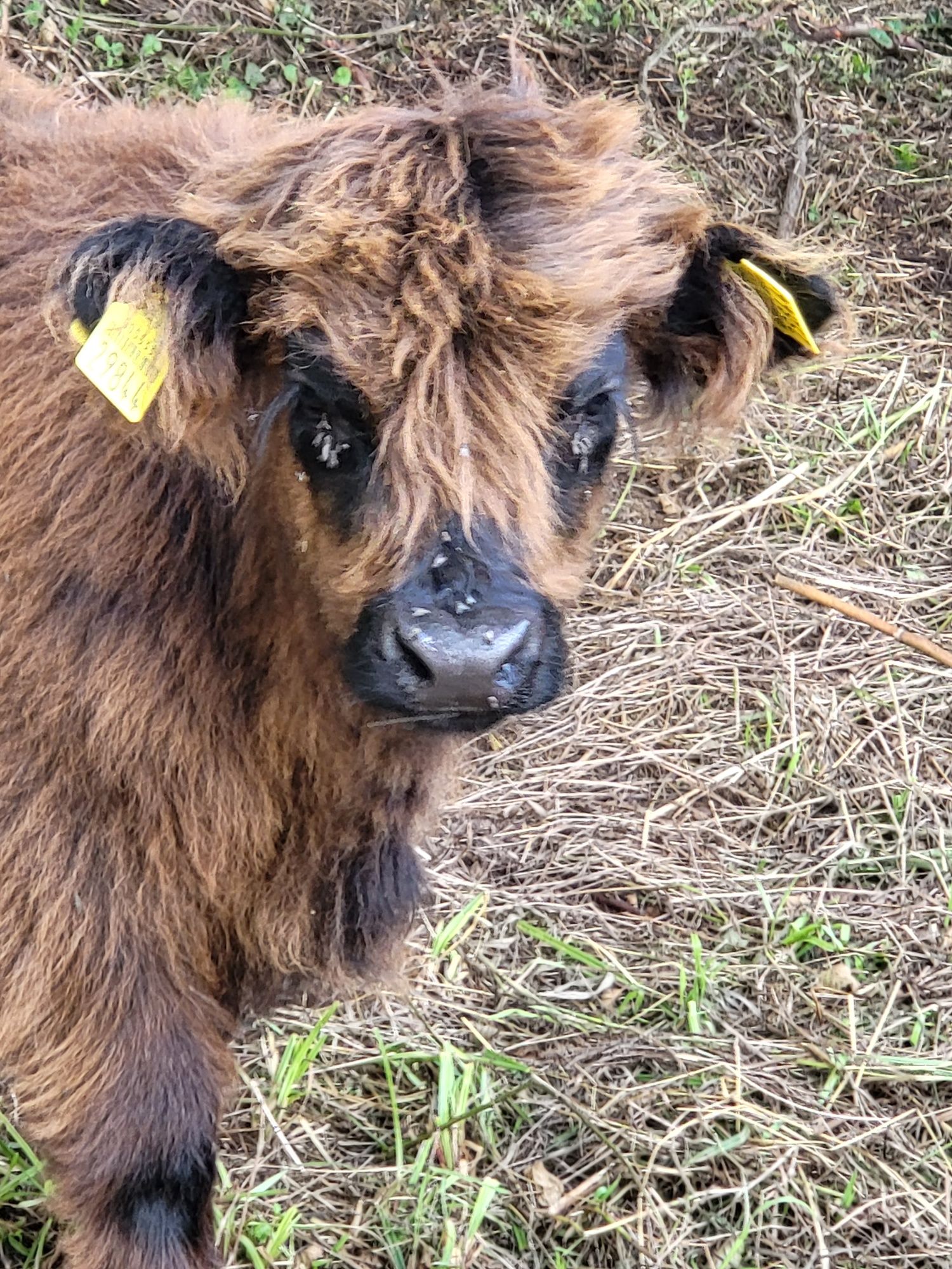 Szkockie długowłose , Highland- cielęta byczek i jałówka