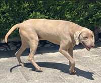 Weimaraner para adoção