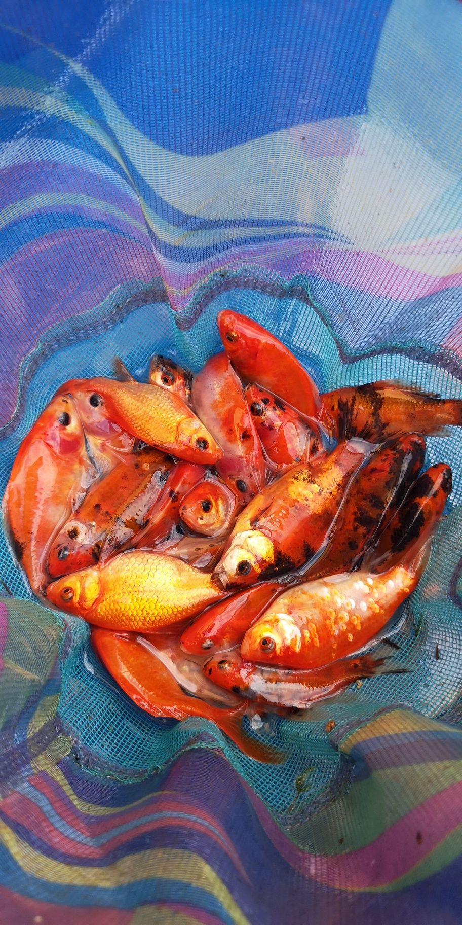 Karaś shubunkin kolorowy narybek 10cm