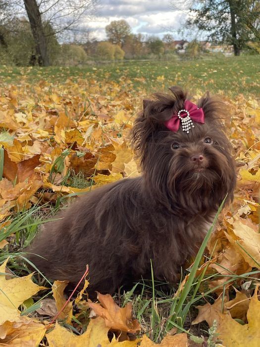 Йоркширський терьер шоколад дівчинка