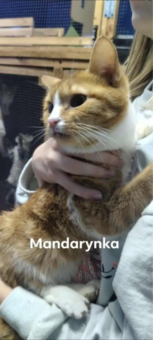 Rudy koty do pilnej adopcji