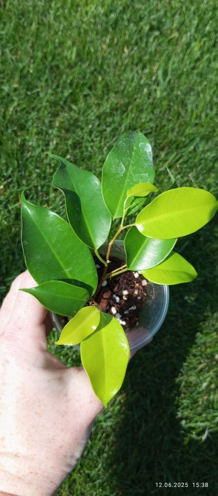 Ficus Benjamina Esther