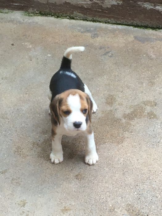 beagle descendente de campioes
