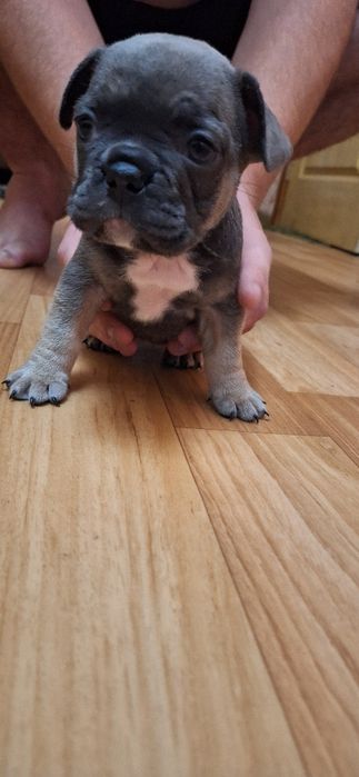 Продаються цуценята французького бульдога