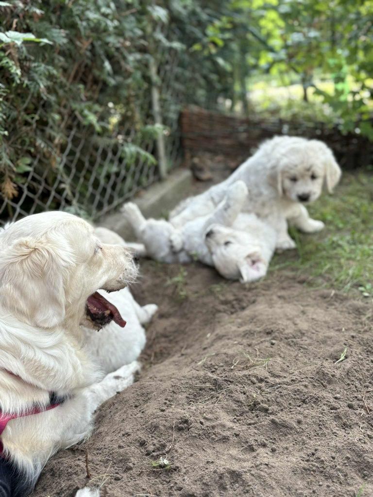 Golden retriever suczka ZkwP/FCI