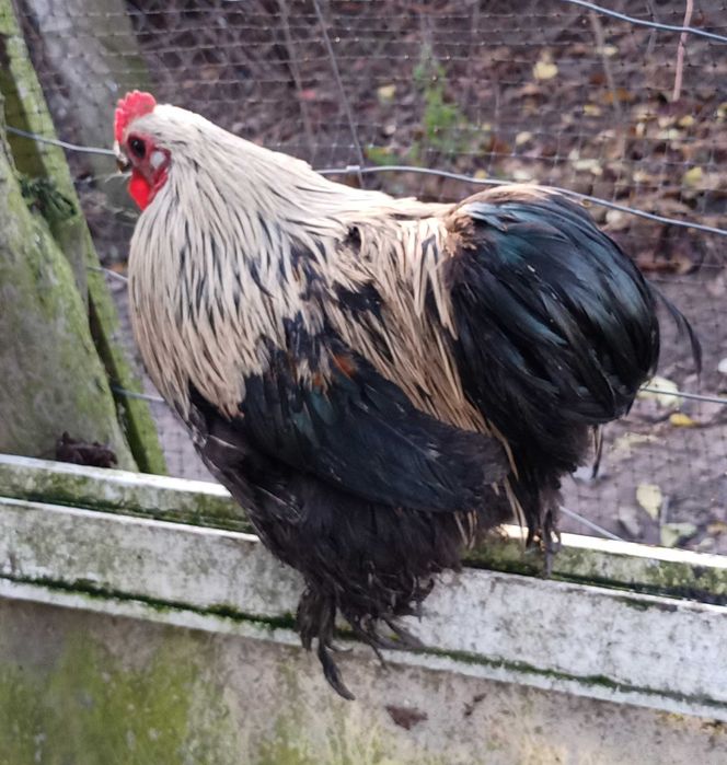 Koguty kogut tegoroczne małe kochin kochiny miniaturowy i inne