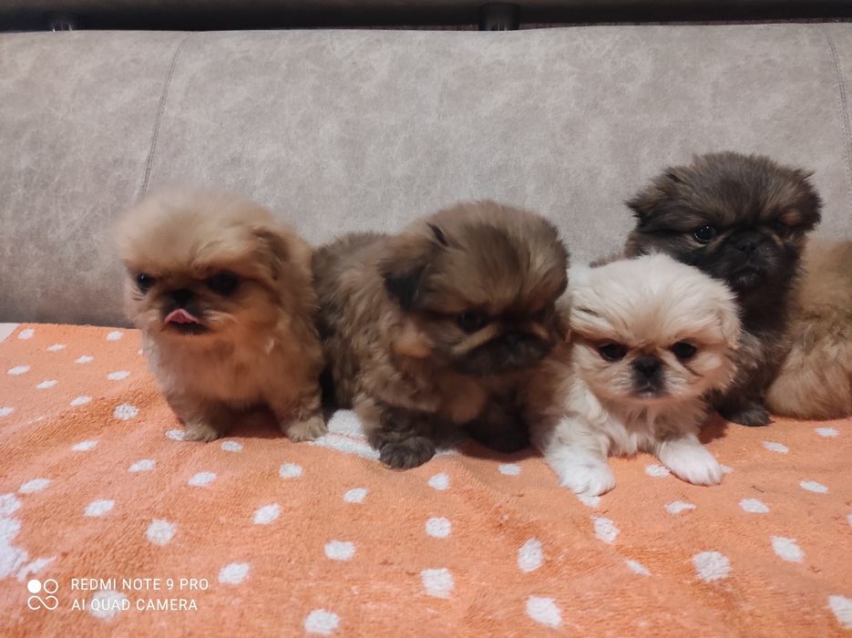 Продам маленьких пекінесиків чистокровні