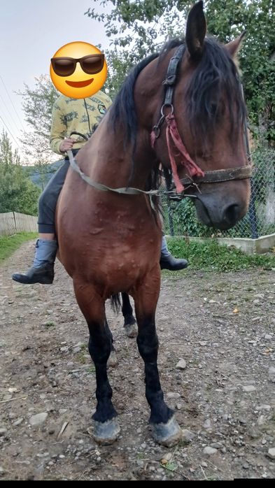Продаєця кінь 7років