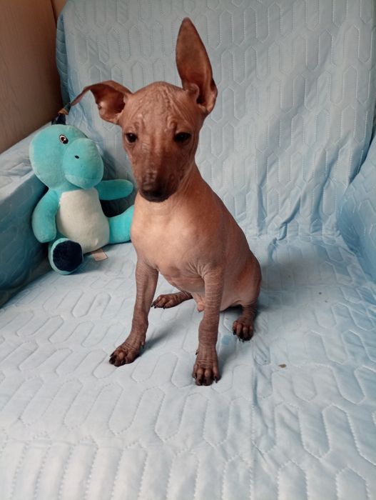 Nagi pies meksykański xolo miniatura