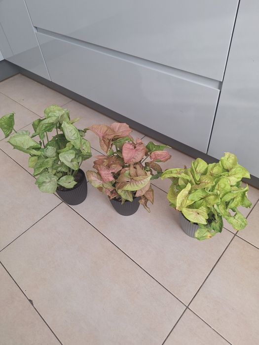 Syngonium 3 sztuki