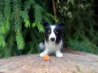 Border collie filcowana figurka psa