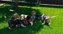 Szczeniaczek piesek beagle