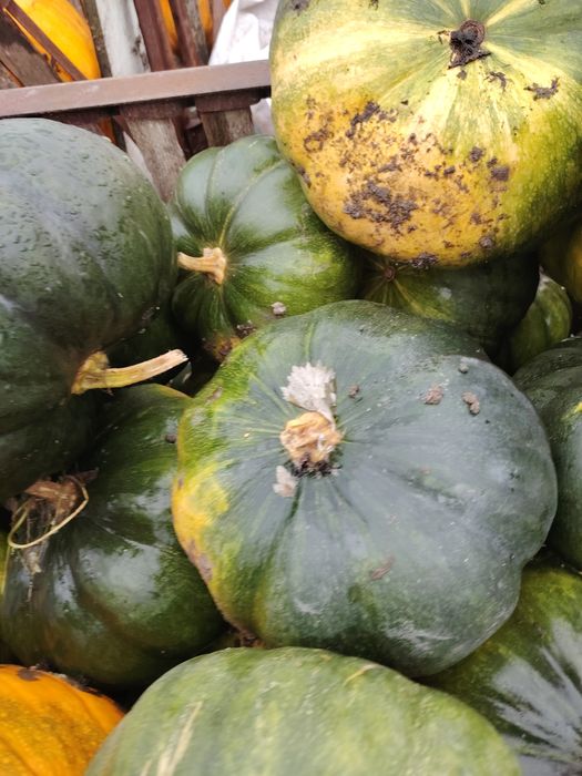 Dynia jadalna oraz ozdobna