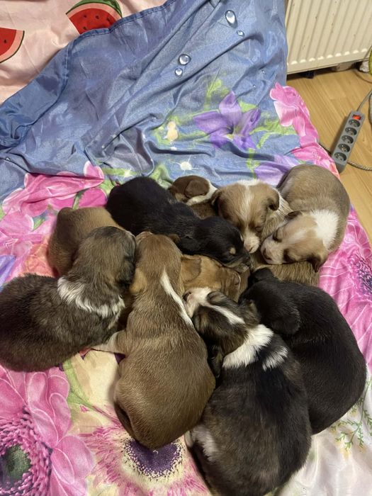 Oddam pieski w dobre rece