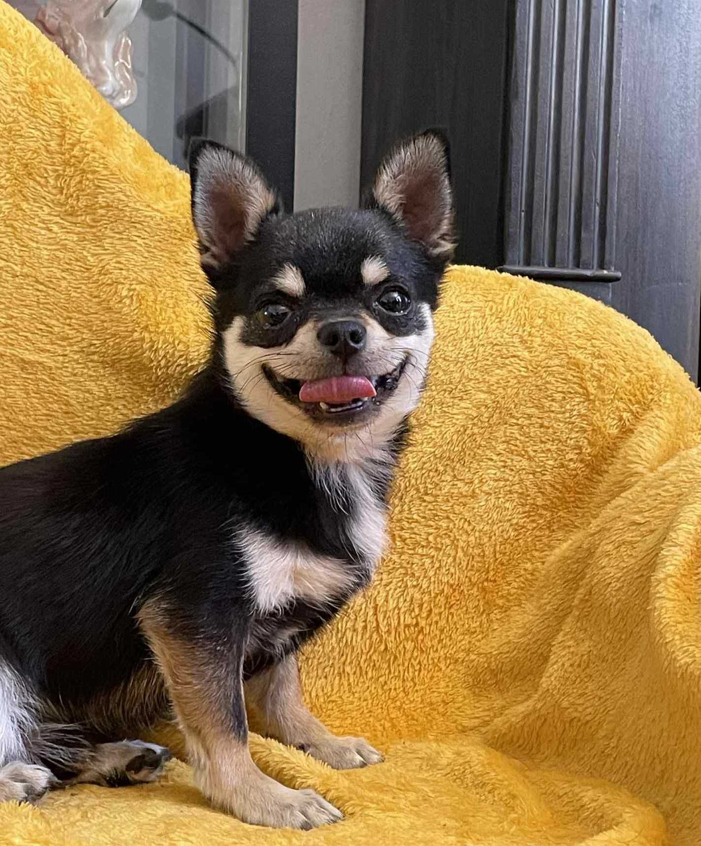 Chihuahua krótkowłosa ZKwP piesek roczny