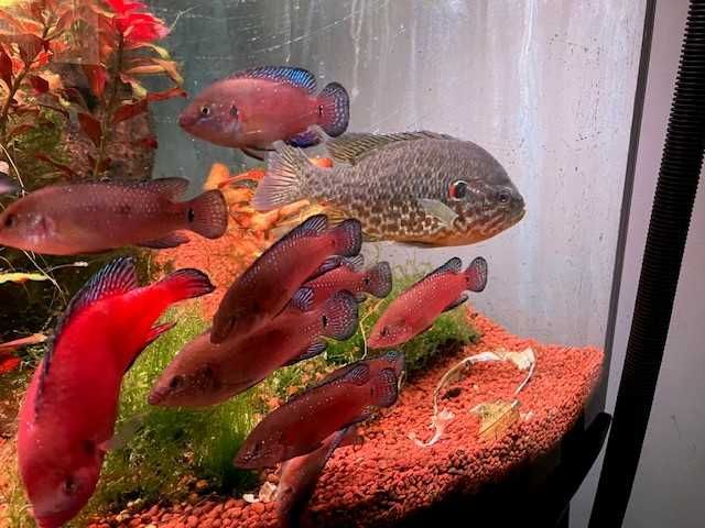 Endemiczne pielęgnice-  czerwieniaki z jeziora Turkana w Afryce.