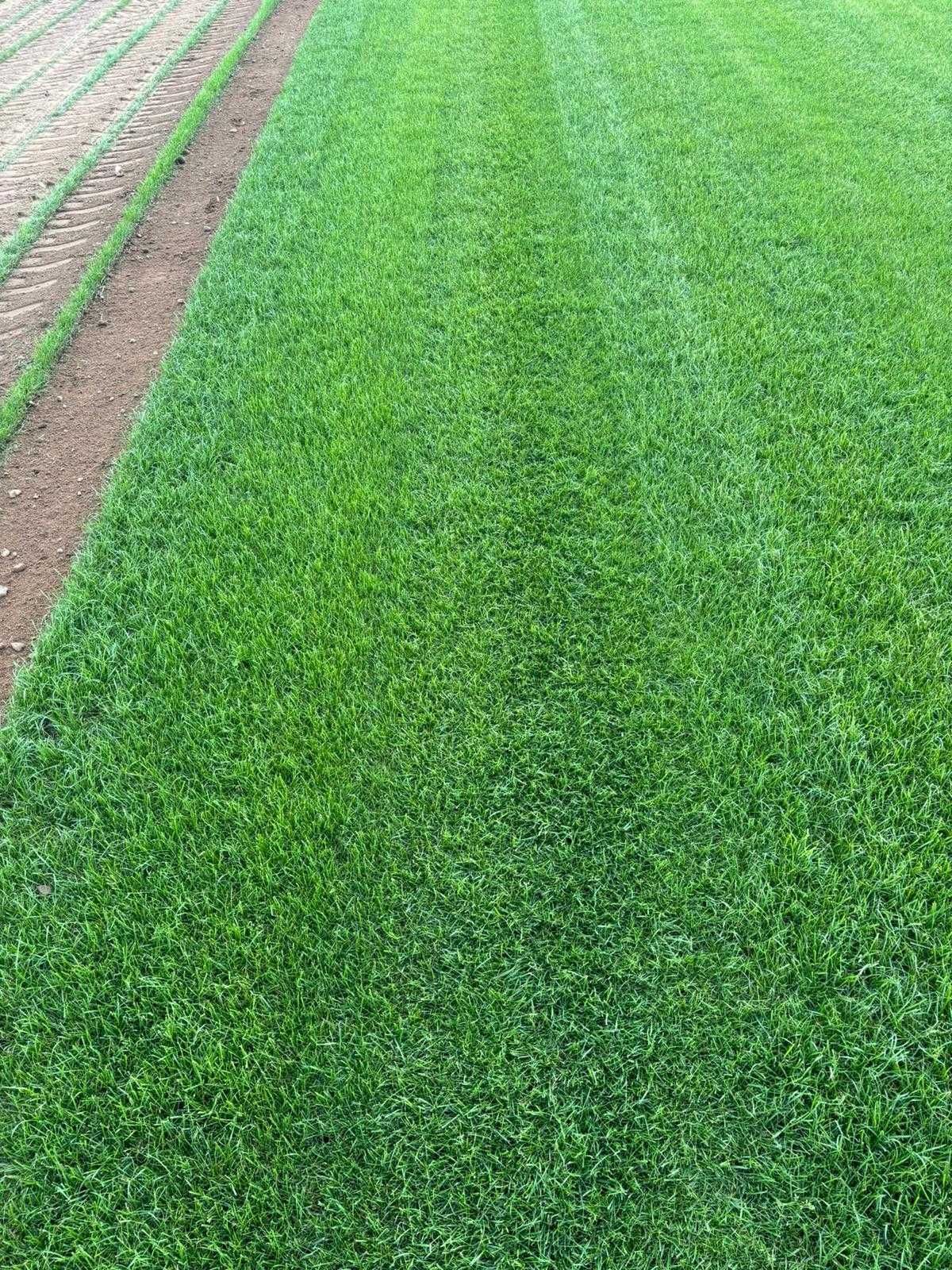 Trawa Z Rolki / PRODUCENT / Transport