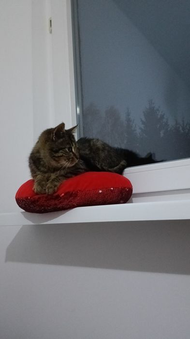 Oddam kotka w dobre ręce