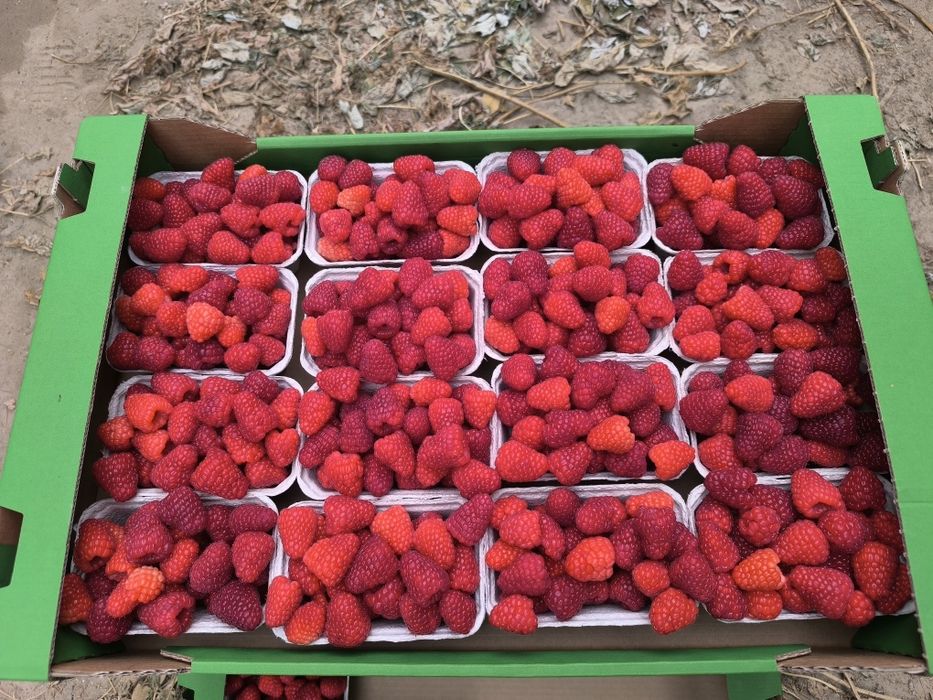 Sadzonki Malin NOWOŚĆ !!!