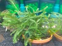 Fissidens nobilis