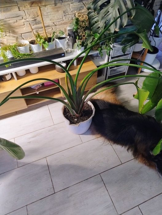 Strelicja królewska