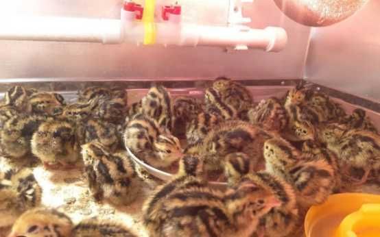 Цыплята, перепелы, корма