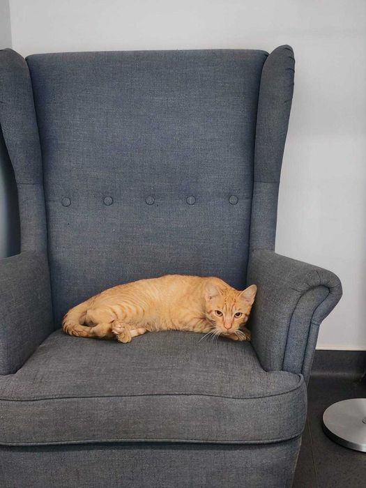 Gato macho para adoção responsável