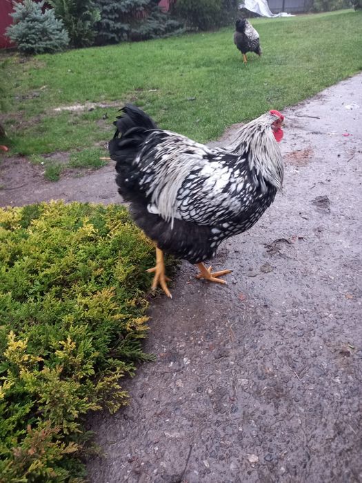 Продам півнів Віандот серебро