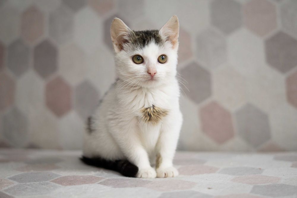 Pyrka - kotka do adopcji