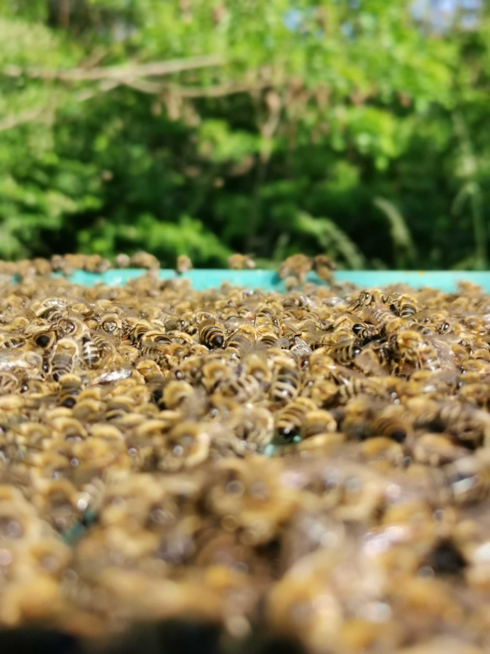 Rodziny pszczele na ramce wielkopolskiej- sprzedam