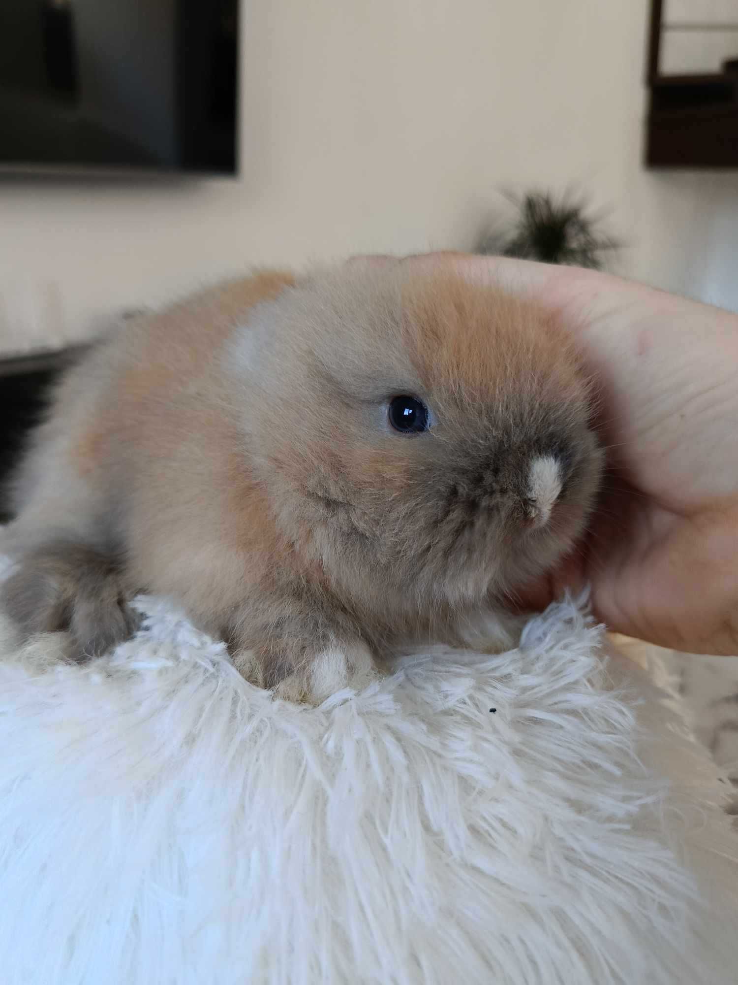 Mini lop karzełek Teddy hodowla zarejestrowana