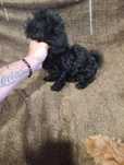 Lindo caniche toy macho