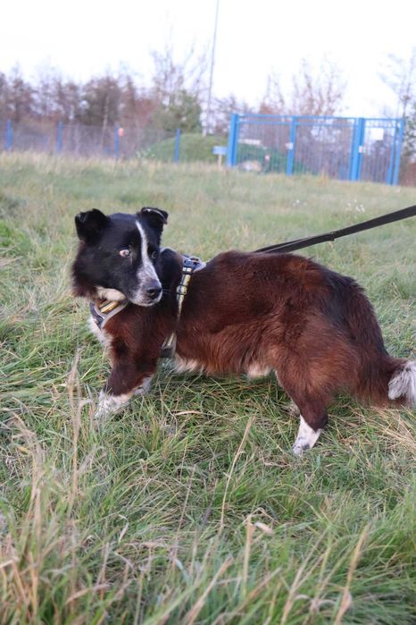 Pilne!Przyjazny niewielki i grzeczny Piesek szuka dobrego domu
