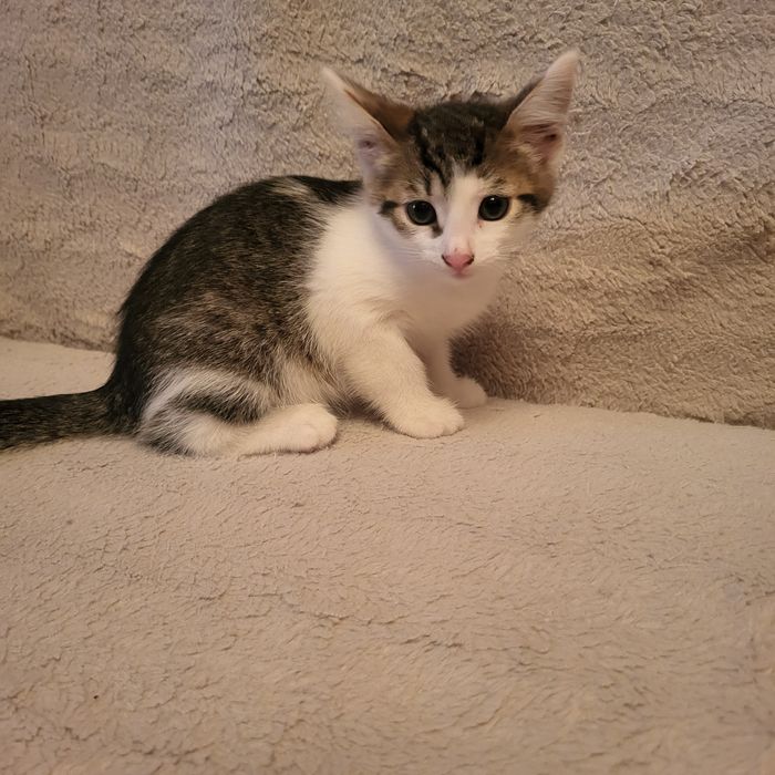 Подарую кошеня! Дівчинка