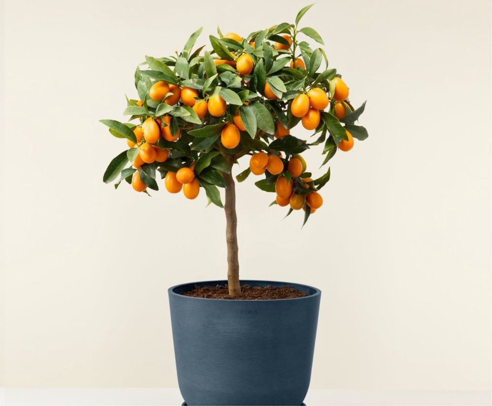 Arvore Kumquat enxertado 80cm Portes grátis