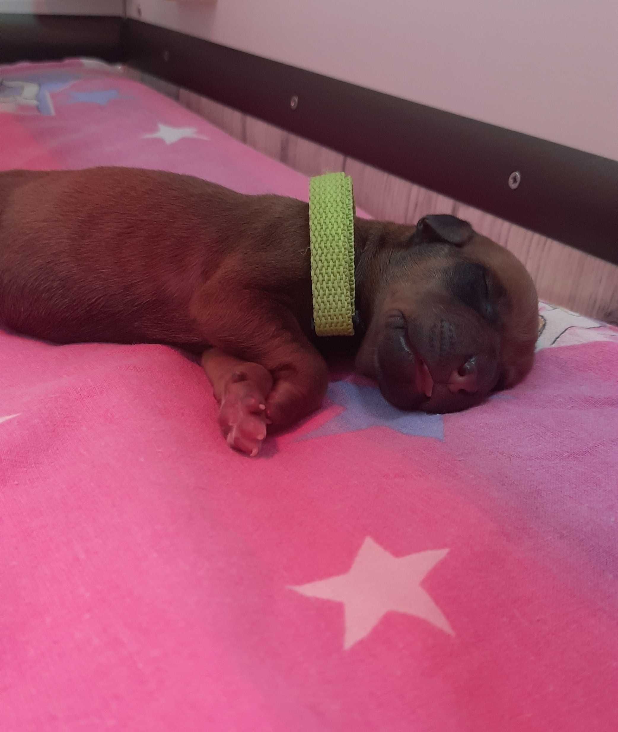 Szczeniak Rhodesian Ridgeback Hodowla ZKwP - Miot "RA"
