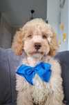 Maltipoo śliczny piesek
